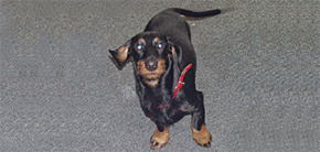 sorgt auch an harten Tagen immer für Leben und Spaß im Laden. Max ist Ihr Ansprechpartner für Hundekuchen.